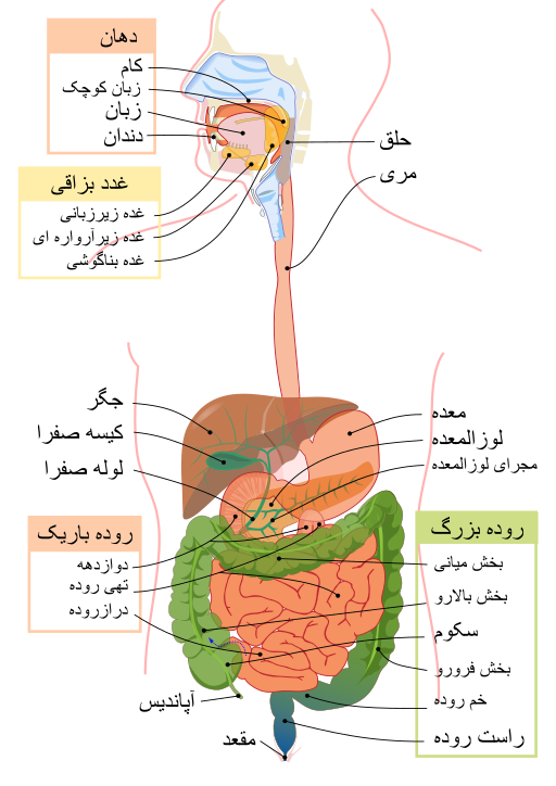 Digestive system diagram fa