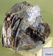 Op deze afbeelding van de voorkant van de schedel van een dinictis felina zijn de sabeltanden goed zichtbaar