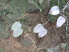 Dioscorea oppositifolia-1-sanyasi malai-yercaud-salem-India.JPG