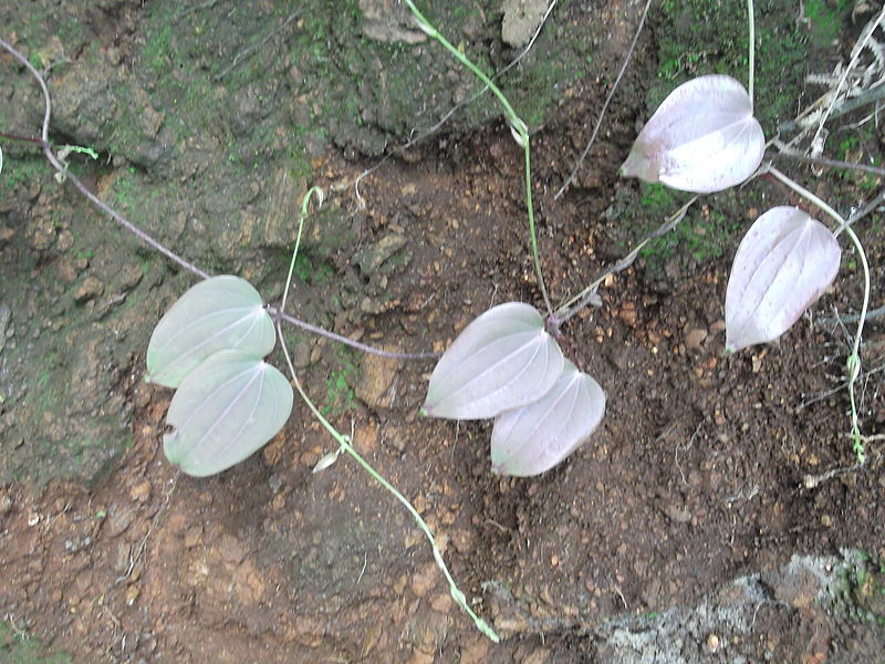 File:Dioscorea oppositifolia-1-sanyasi malai-yercaud-salem-India.JPG