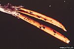 Diplodia blight1470125. jpg