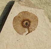 Fossilized samara of the Eocene-modern Dipteronia tree Dipteronia brownii Samara SRIC 01.jpg