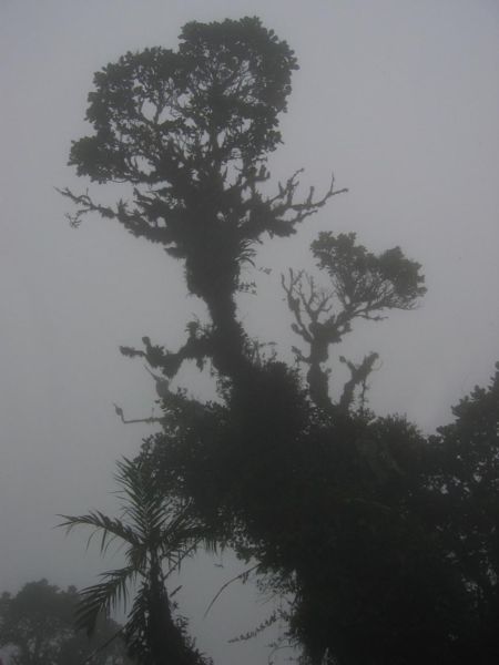 File:DirkvdM cloudforest.jpg