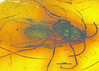 <i>Dolichoderus longipennis</i> Species of ant