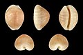 Cinco vistas da concha de Dolichupis rubinicolor (Gaskoin, 1836), encontrada nas ilhas da Nova Caledônia.[16]