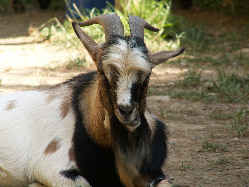 File:Domestic goat 001.jpg