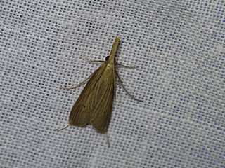 <i>Donacaula roscidellus</i> Species of moth