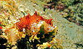 Dorid Sea Slug (Halgerda tessellata) (8477840897).jpg