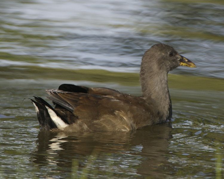 File:Dusky Moorhen immature (Gallinula tenebrosa) - Flickr - Lip Kee.jpg