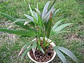 Dypsis lutescens (areca, palma de frutos de oro)