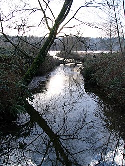 Burnaby Gölü'ndeki Eagle Creek.JPG