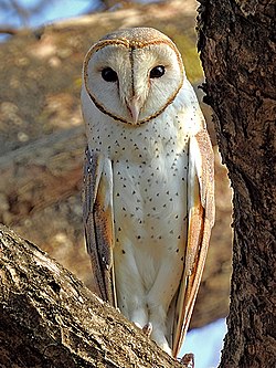 Eastern Barn Owl (Tyto javanica stertens), Raigad, Maharashtra.jpg