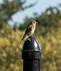 Thumbnail for File:Eastern bluebird (01917).jpg