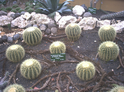 Echinocactus grusonii Hildm, Bedugul Botanical Garden, Bali, Indonesia.