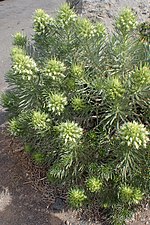 Miniatura para Echium aculeatum