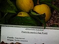 Egg Fruit from Lalbagh Flower Show August 2012 4711.JPG