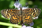 Thumbnail for Texola (butterfly)