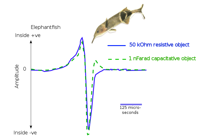 Electroreception of Capacitative and Resistive Objects in Elephantfish.svg