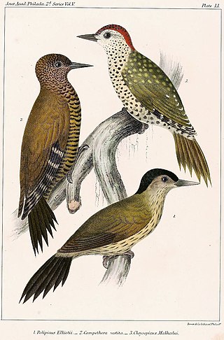 <span class="mw-page-title-main">Elliot's woodpecker</span> Species of bird