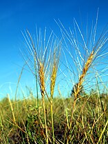 Elymus elymoides NPS-1.jpg