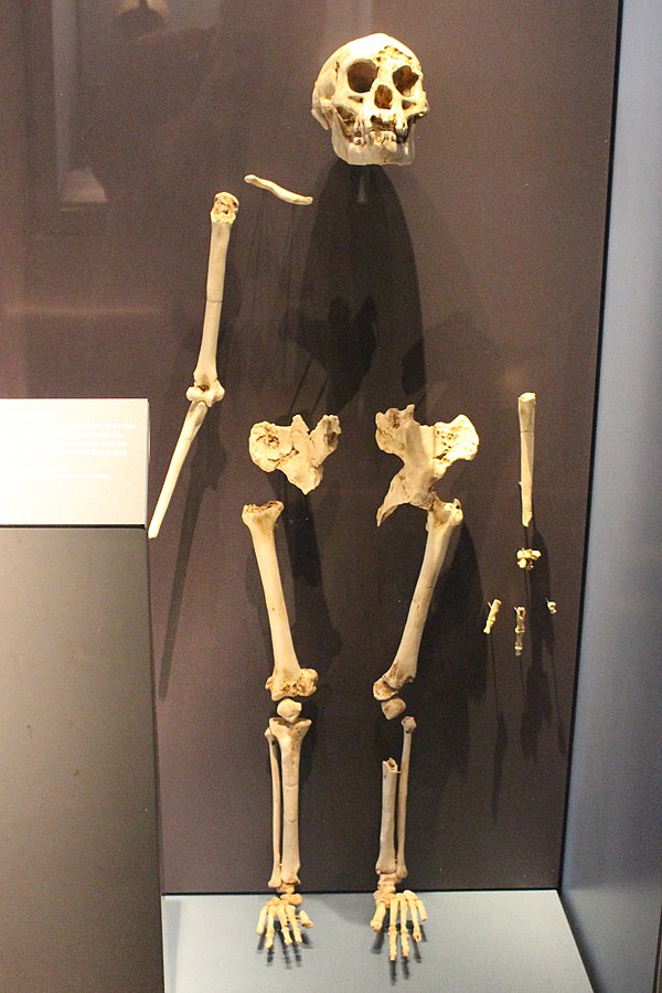 Skeleton at the Natural History Museum, London