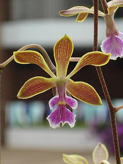 <i>Encyclia oncidioides</i> Species of orchid