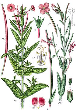 Epilobium parviflorum (Sturm).jpg