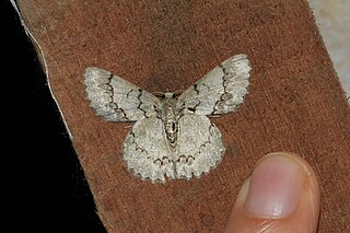 <i>Epipristis</i> Genus of moths