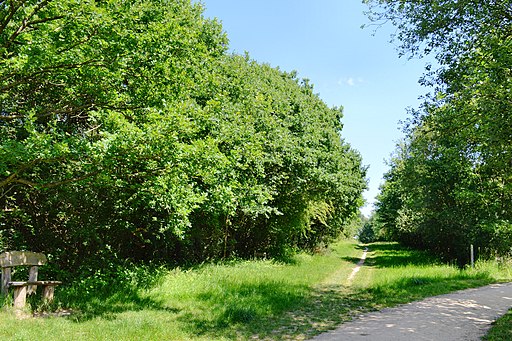 Epsom Common, Thames Downs Link path
