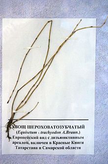 Equisetum × trachyodon.JPG