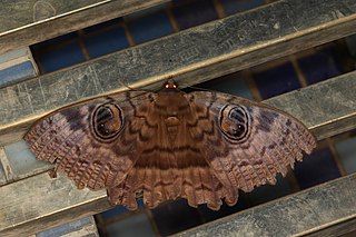 <i>Erebus walkeri</i> Species of moth