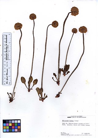 <i>Eriogonum latens</i> Species of wild buckwheat