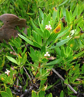 <i>Ernodea littoralis</i> Species of plant