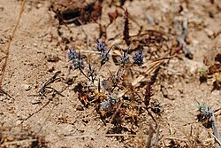 Eryngium coquimbanum 02. 
 JPG