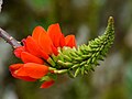 Vignette pour Erythrina edulis