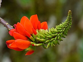 Descripción de la imagen Erythrina edulis por Alejandro Bayer Tamayo.jpg.