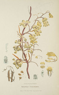 <i>Erythrorchis</i> Genus of orchids