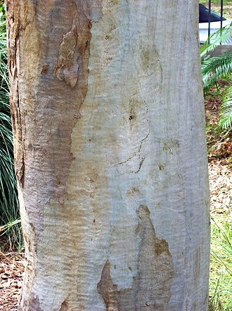 bark Eucalyptus dawsonii trunk.jpg