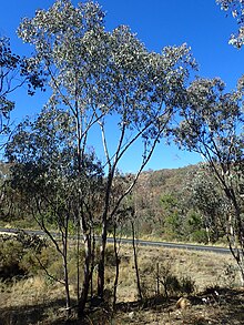 Eukaliptus dealbata habit.jpg