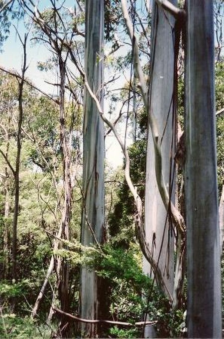 Eucalyptus_nitens