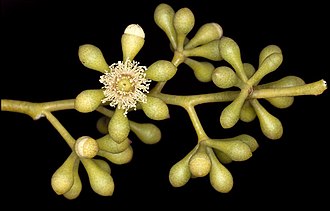 flower buds Eucalyptus sparsa buds.jpg