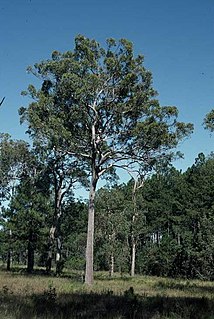 <i>Eucalyptus umbra</i> species of plant