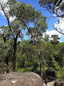 Eucalyptus williamsiana.jpg