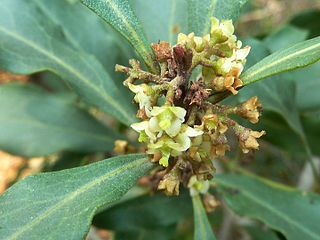 <i>Euclea divinorum</i> Species of plant in the genus Euclea