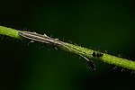 Eucomatocera vittata-Kadavoor-2017-06-02-001.jpg