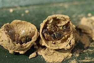 Open nest of a Eumenes pedunculatus