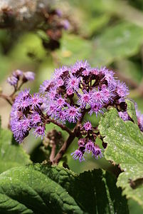 Eupatorium macrophyllum.JPG