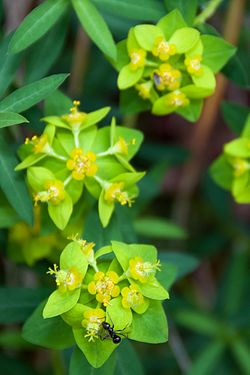 Euphorbia angulata.jpg