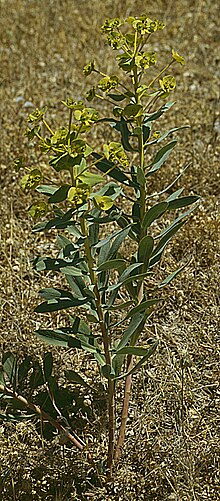 Miniatura para Euphorbia biumbellata