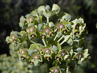 <i>Euphorbia characias</i> Species of flowering plant in the spurge family Euphorbiaceae